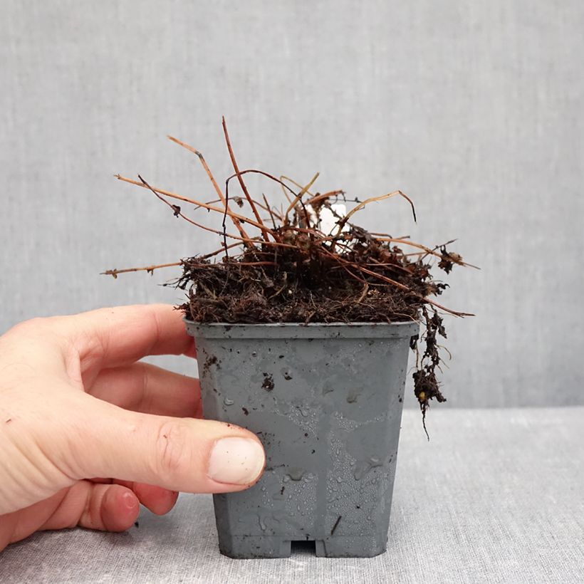 Exemplar von Athyrium filix-femina Frizelliae - Wald-Frauenfarn Kleine Töpfe von 8/9 cm wie im Herbst geliefert