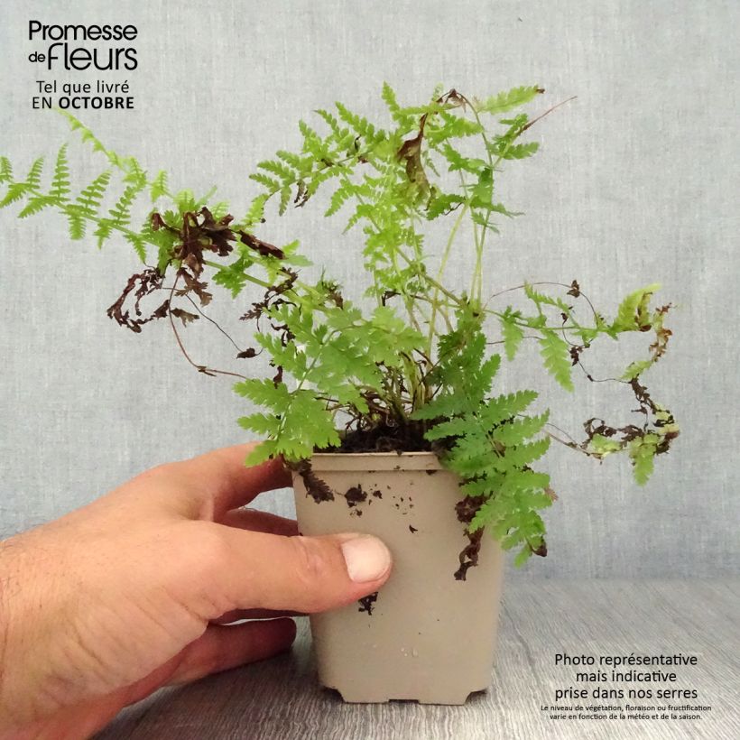 Example of Athyrium filix-femina Rotstiel - Wald-Frauenfarn Kleine Töpfe von 8/9 cm as you get in automne
