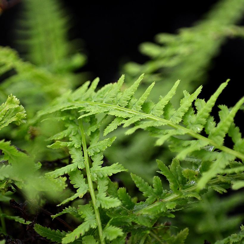 Athyrium filix-femina Victoriae - Wald-Frauenfarn (Foliage)