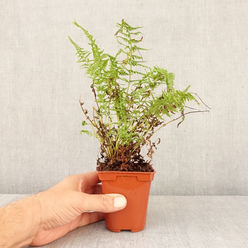 Exemplar von Athyrium filix-femina Victoriae - Wald-Frauenfarn Kleine Töpfe von 8/9 cm wie im Herbst geliefert