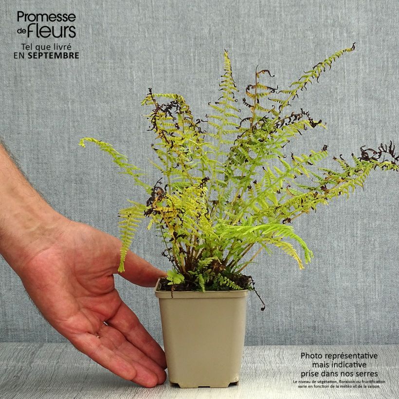 Example of Athyrium filix-femina Victoriae - Wald-Frauenfarn Kleine Töpfe von 8/9 cm as you get in ete