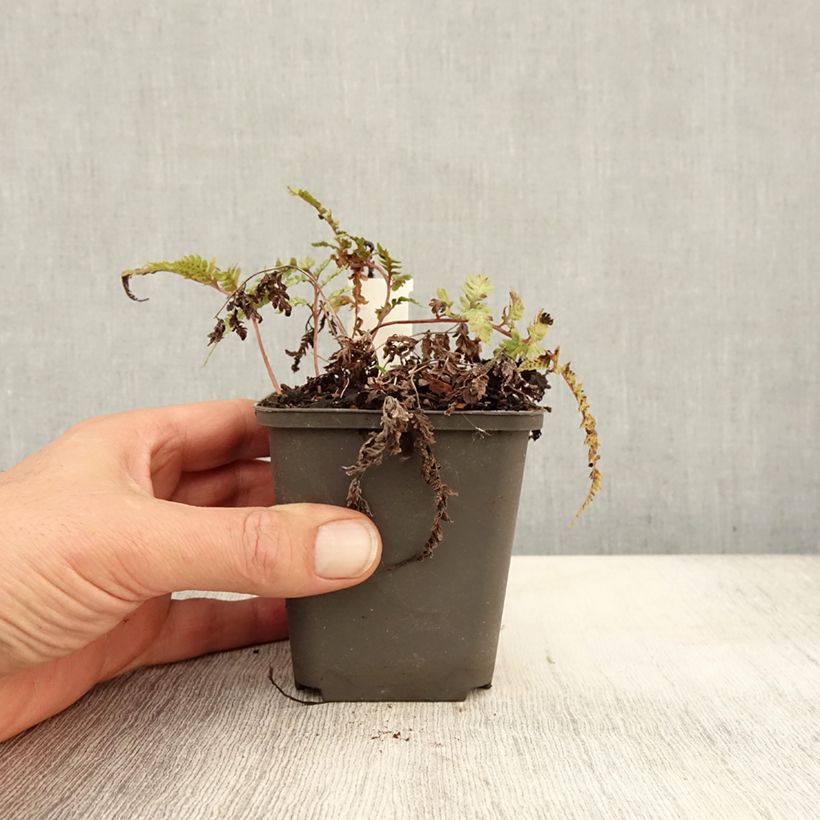 Example of Athyrium niponicum Burgundy Lace - Regenbogenfarn Kleine Töpfe von 8/9 cm as you get in automne