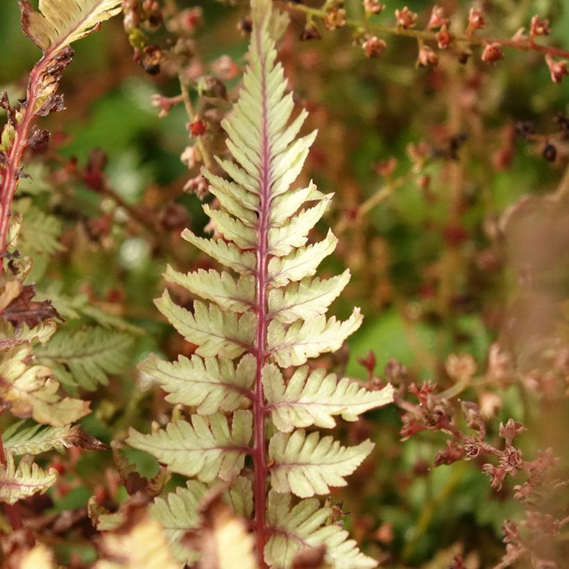 Athyrium niponicum Crested Surf - Regenbogenfarn (Foliage)