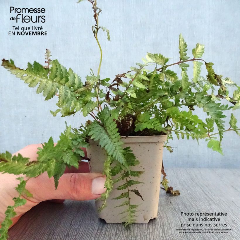 Example of Athyrium niponicum Pewter Lace - Regenbogenfarn Kleine Töpfe von 8/9 cm as you get in automne