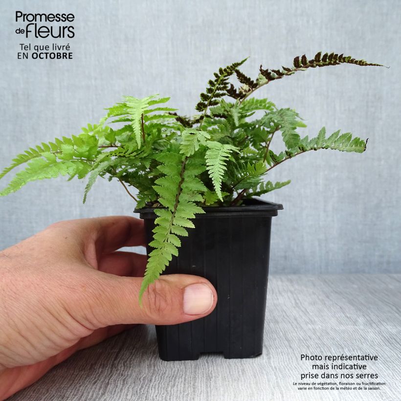 Example of Athyrium niponicum var. pictum - Regenbogenfarn Kleine Töpfe von 8/9 cm as you get in automne