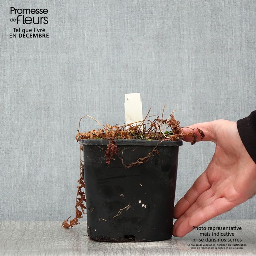 Example of Athyrium niponicum var. pictum - Regenbogenfarn Topf mit 2L/3L as you get in automne