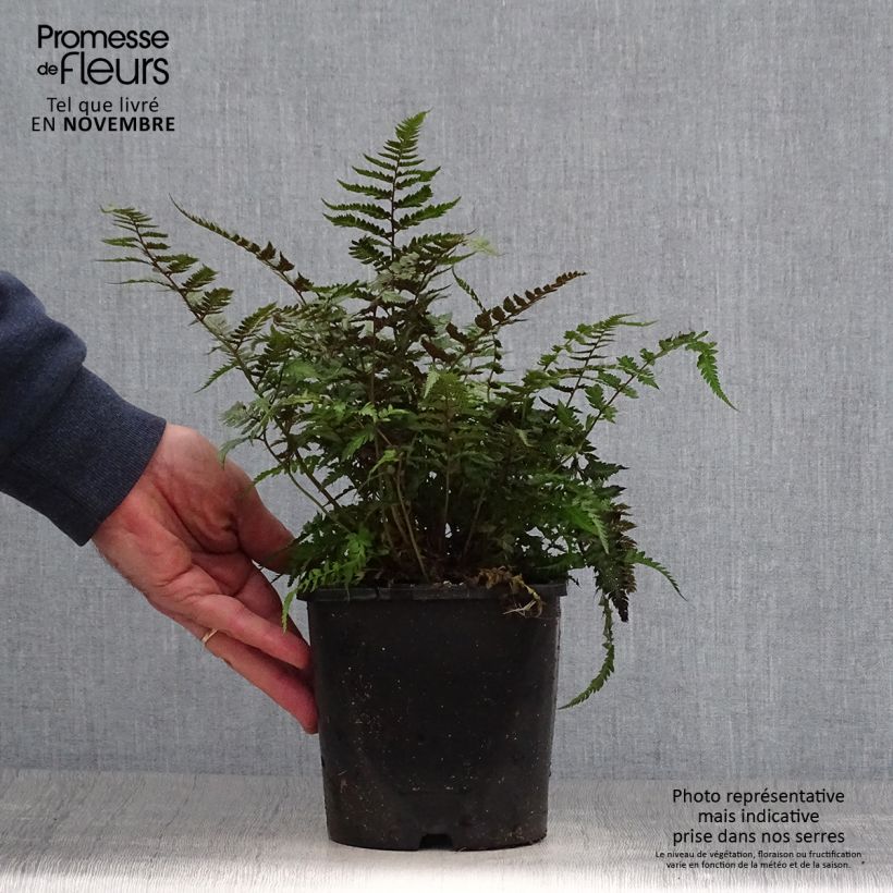 Example of Athyrium niponicum var. pictum Metallicum - Regenbogenfarn Topf mit 2L/3L as you get in automne