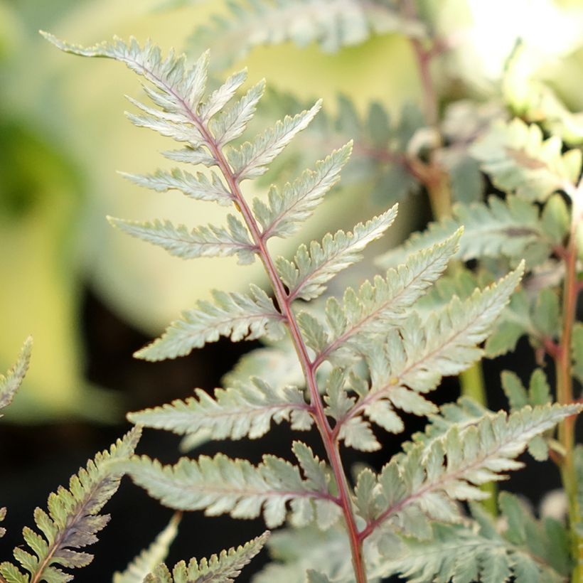 Athyrium niponicum var. pictum Metallicum - Regenbogenfarn (Foliage)