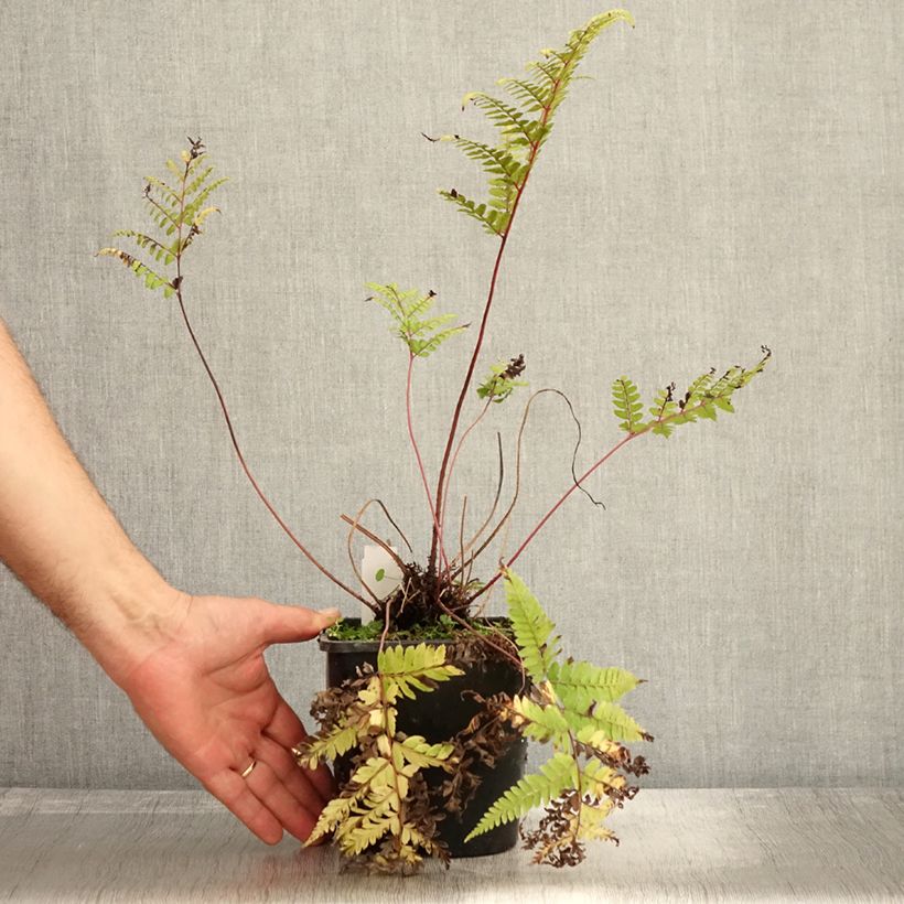Example of Athyrium otophorum var. okanum - Öhriger Frauenfarn Topf mit 2L/3L as you get in automne