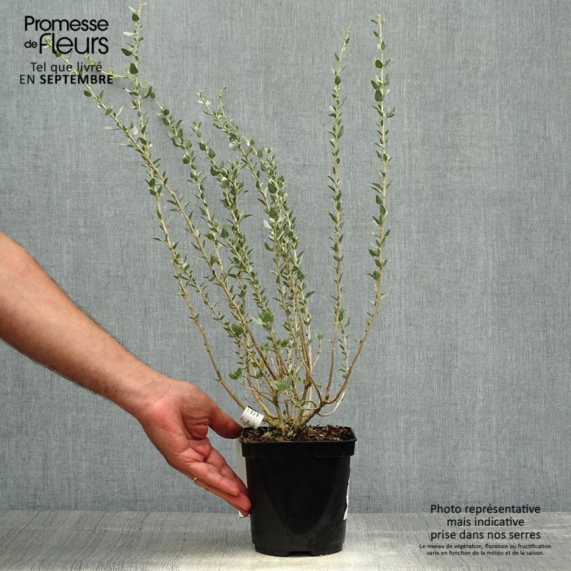Example of Atriplex halimus - Strauch-Melde Topf mit 1,5L/2L as you get in automne