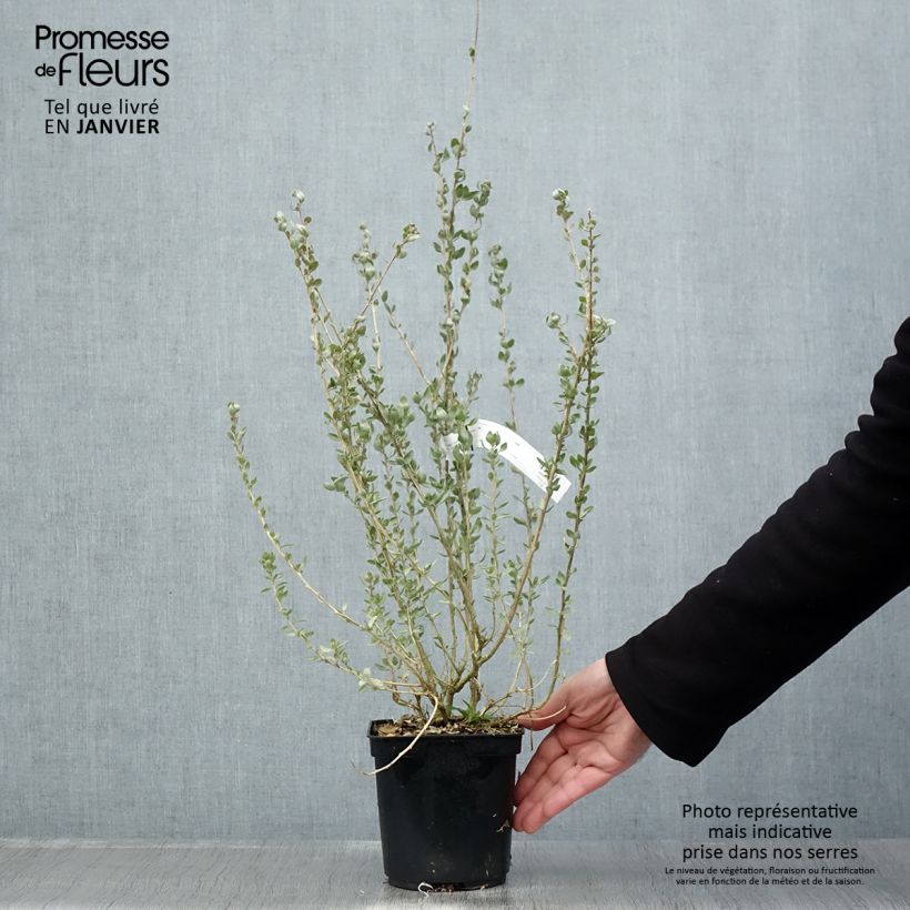 Exemplar von Atriplex halimus - Strauch-Melde Topf mit 1,5L/2L wie im Winter geliefert