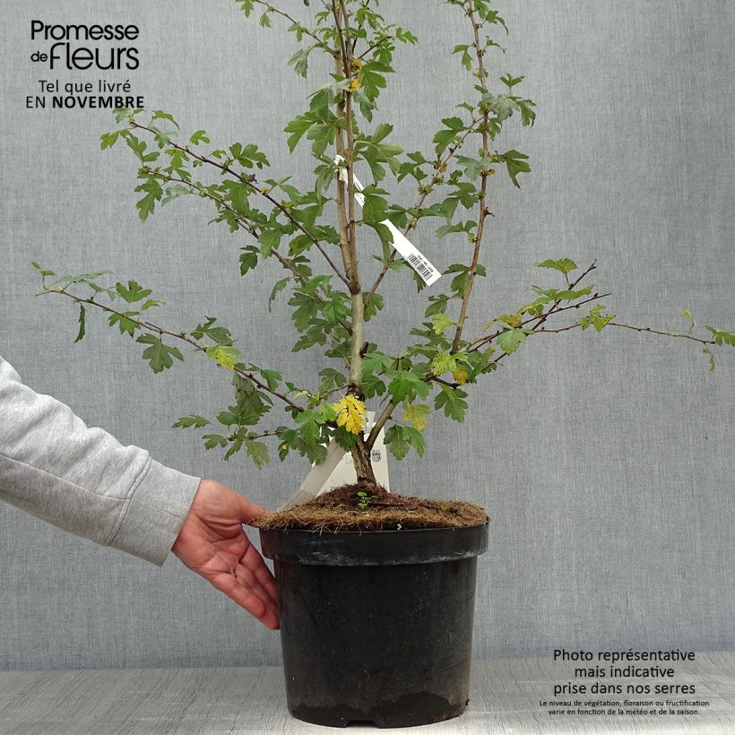 Example of Crataegus laevigata Paul's Scarlet - Zweigriffliger Weißdorn Topf mit 7,5L/10L as you get in automne