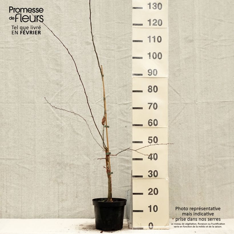 Example of Crataegus Princesse Sturdza - Weißdorn Topf mit 4L/5L as you get in hiver
