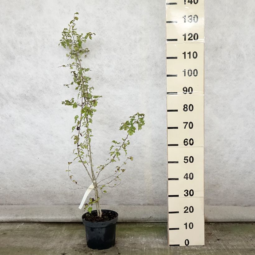 Example of Crataegus monogyna - Eingriffliger Weißdorn Topf mit 4L/5L as you get in ete