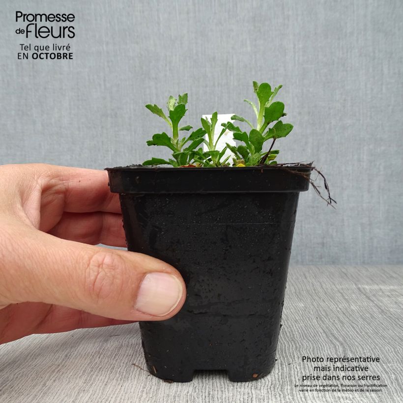 Example of Blaukissen Bressingham Red - Aubrieta Kleine Töpfe von 8/9 cm as you get in automne