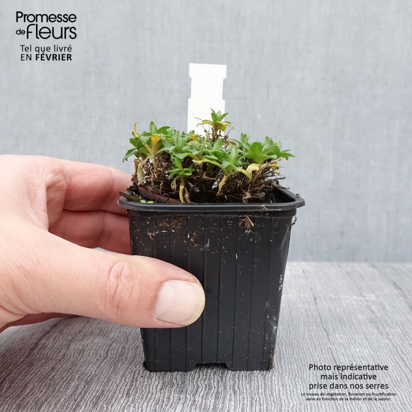 Exemplar von Blaukissen Rose-Red - Aubrieta Kleine Töpfe von 8/9 cm wie im Winter geliefert