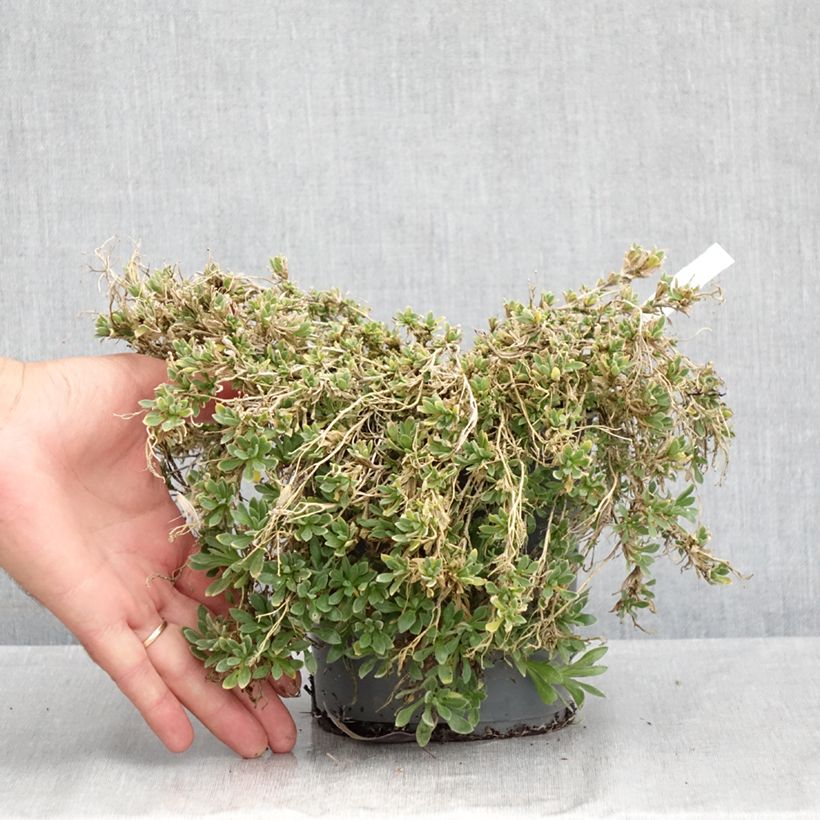 Example of Blaukissen Rose-Red - Aubrieta Topf mit 2L/3L as you get in ete