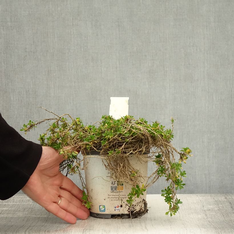 Example of Blaukissen Kitte White - Aubrieta Topf mit 2L/3L as you get in automne