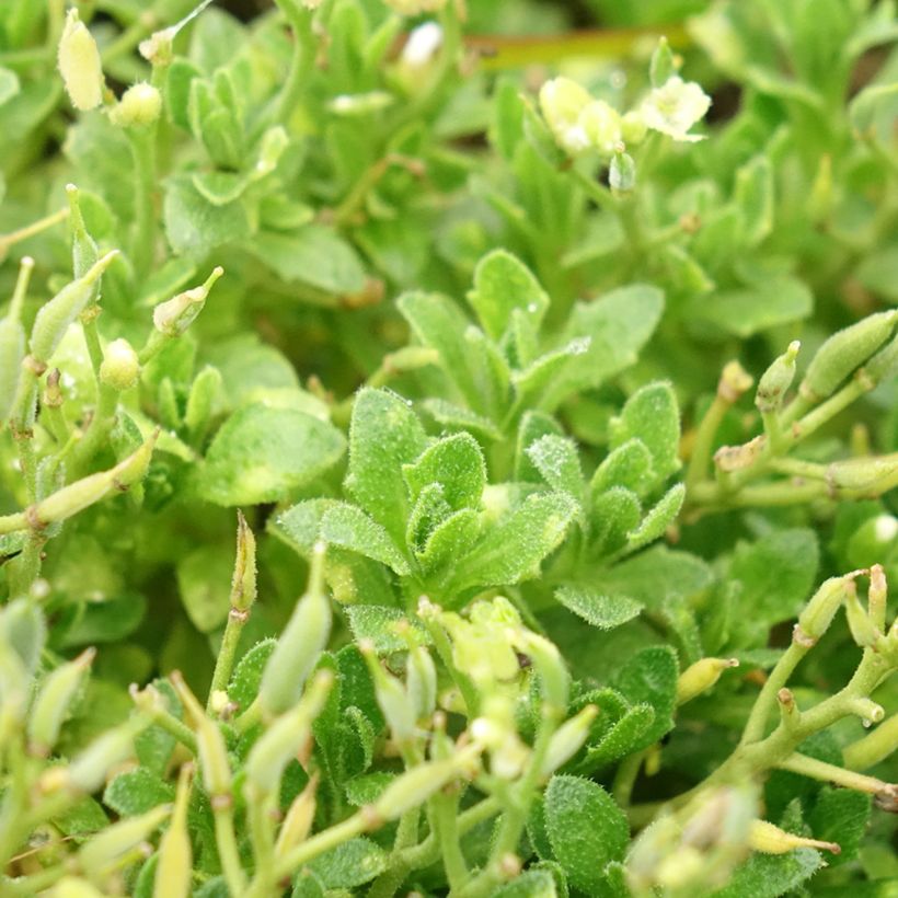 Blaukissen Kitte White - Aubrieta (Foliage)