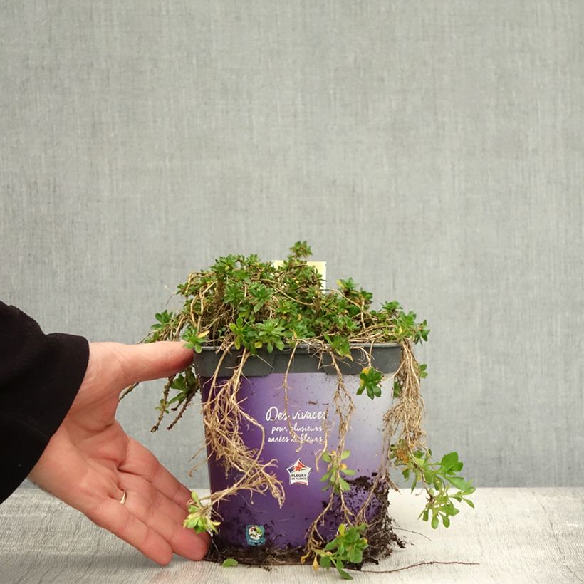Example of Blaukissen Kitte Blue - Aubrieta Topf mit 2L/3L as you get in automne