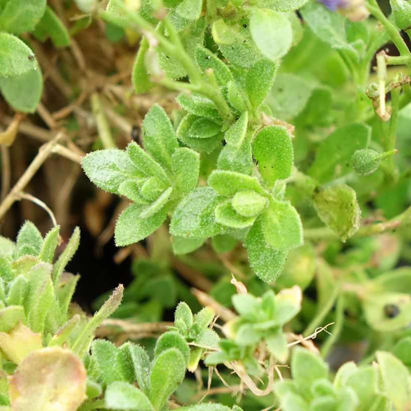 Blaukissen Kitte Blue - Aubrieta (Foliage)