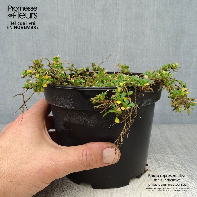 Example of Blaukissen Cascade Red - Aubrieta Topf mit 2L/3L as you get in automne