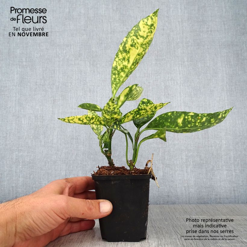 Example of Aucuba japonica Crotonifolia - Japanische Goldorange Kleine Töpfe von 8/9 cm as you get in automne