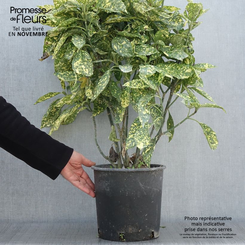 Example of Aucuba japonica Crotonifolia - Japanische Goldorange Topf mit 7,5L/10L as you get in automne