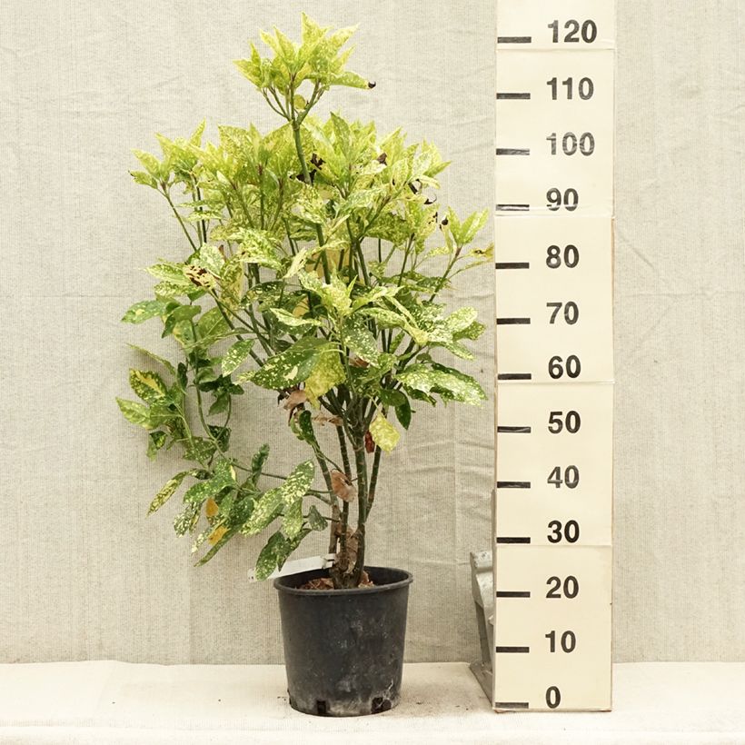 Exemplar von Aucuba japonica Crotonifolia - Japanische Goldorange Topf mit 7,5L/10L wie im Sommer geliefert