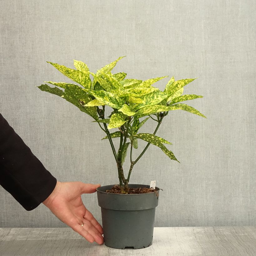 Example of Aucuba japonica Golden King - Japanische Goldorange Topf mit 2L/3L as you get in automne
