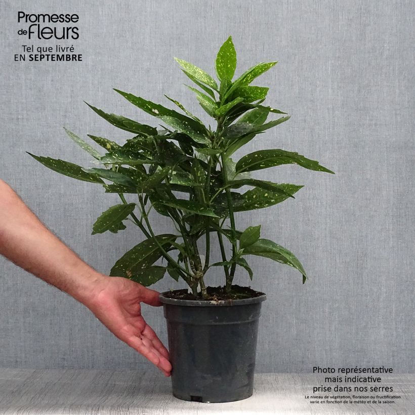 Example of Aucuba japonica - Japanische Goldorange Topf mit 3L/4L as you get in automne
