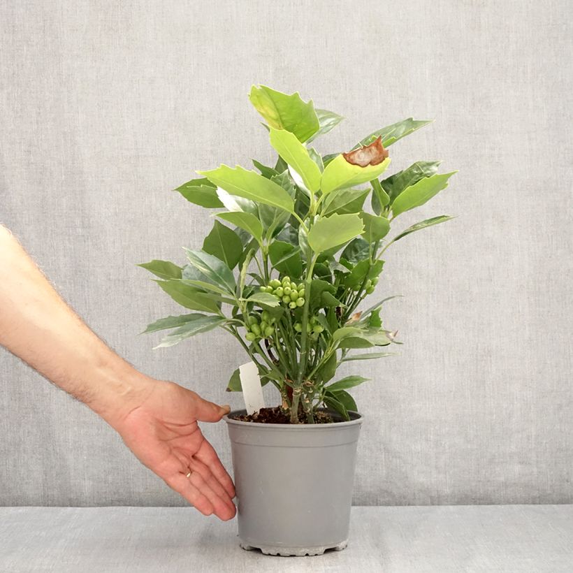 Exemplar von Aucuba japonica Rozannie - Japanische Goldorange Topf mit 2L/3L wie im Sommer geliefert