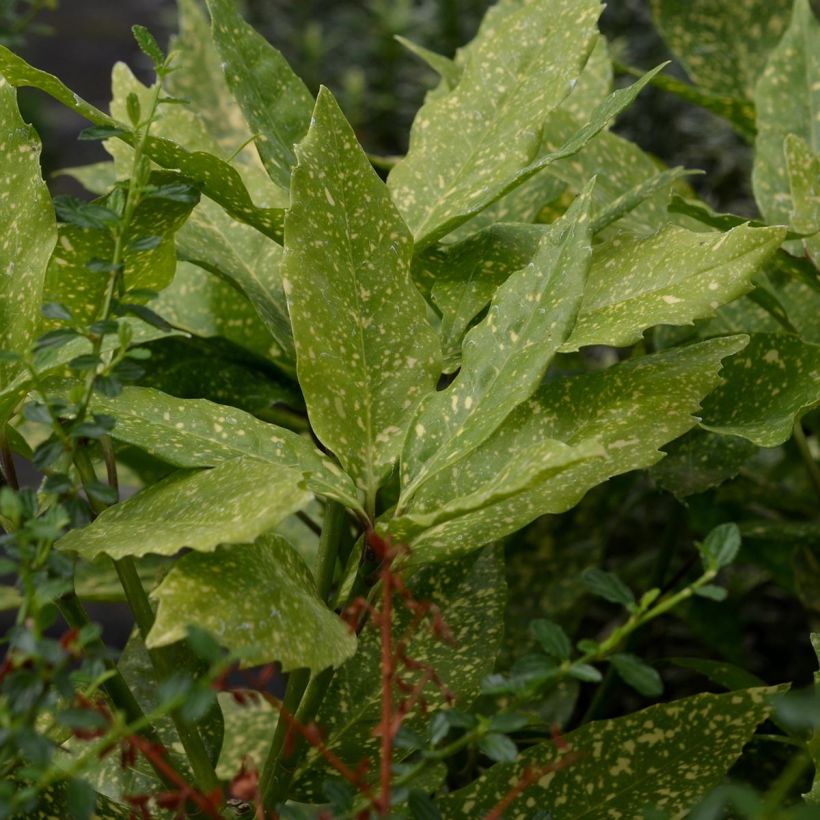Aucuba japonica Variegata - Japanische Goldorange (Foliage)