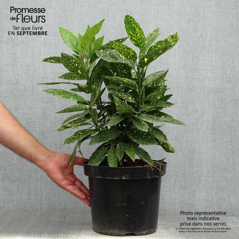 Example of Aucuba japonica Variegata - Japanische Goldorange Topf mit 7,5L/10L as you get in automne