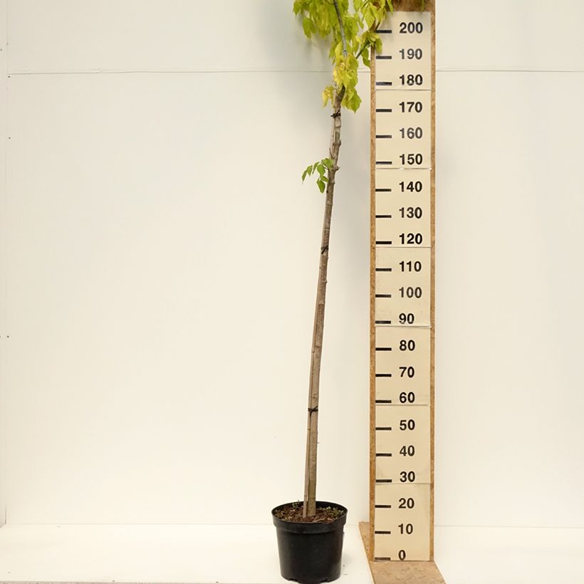 Example of Alnus incana Monstrosa - Grau-Erle Topf mit 12L/15L as you get in printemps