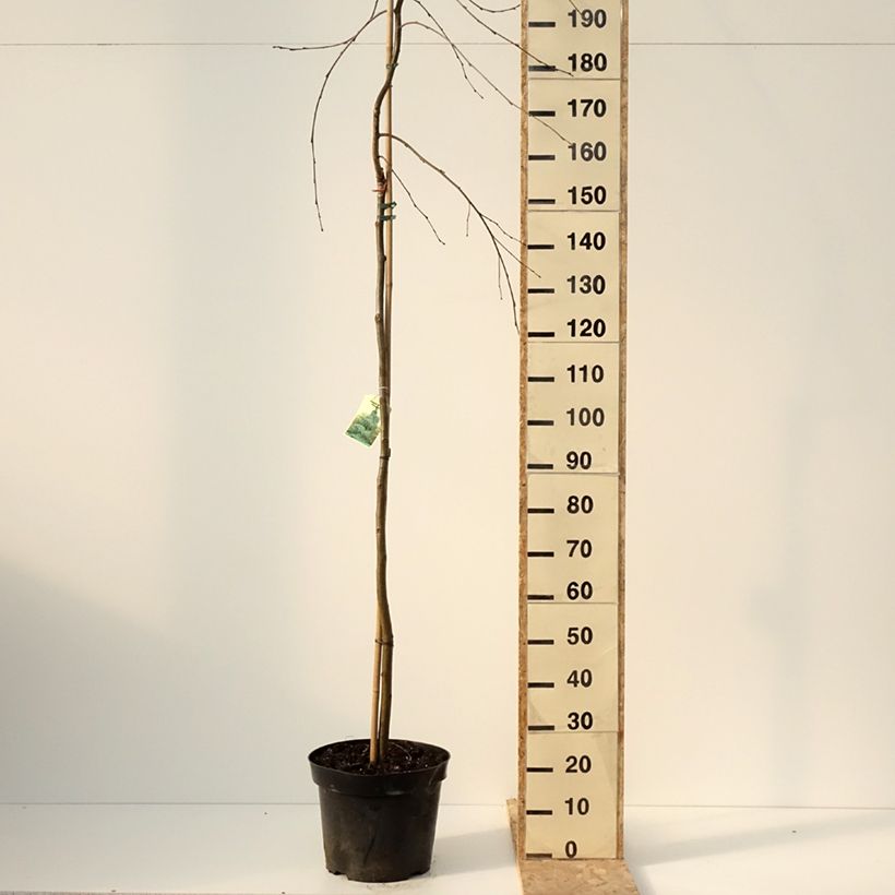 Example of Alnus incana Pendula - Grau-Erle Topf mit 12L/15L as you get in hiver