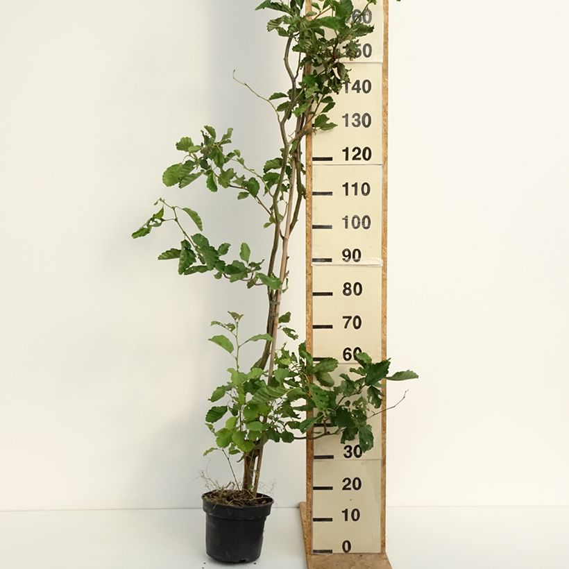 Example of Alnus glutinosa Greenwood - Schwarz-Erle Topf mit 4L/5L as you get in ete