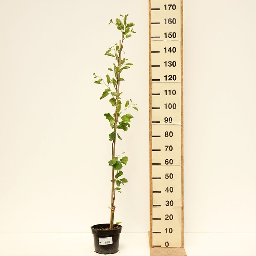 Exemplar von Alnus glutinosa Greenwood - Schwarz-Erle Topf mit 4L/5L wie im Frühjahr geliefert