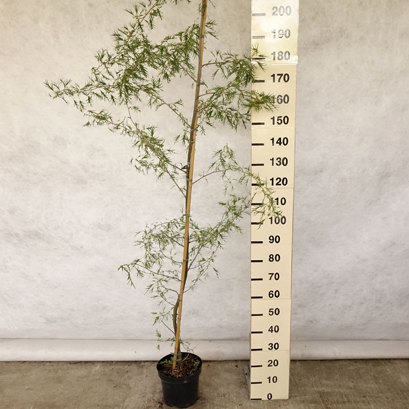 Exemplar von Alnus glutinosa Imperialis - Schwarz-Erle Topf mit 7,5L/10L wie im Sommer geliefert