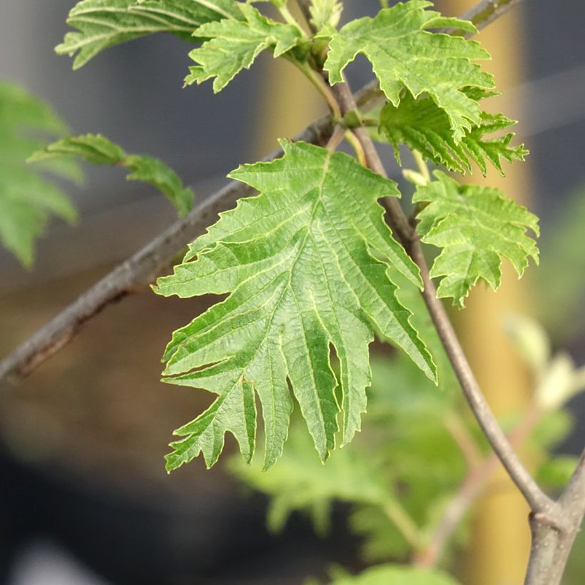 Alnus glutinosa Laciniata - Schwarz-Erle (Laub)