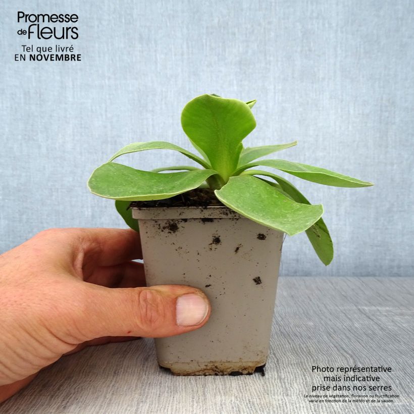 Example of Primula pubescens - Primel Kleine Töpfe von 8/9 cm as you get in automne