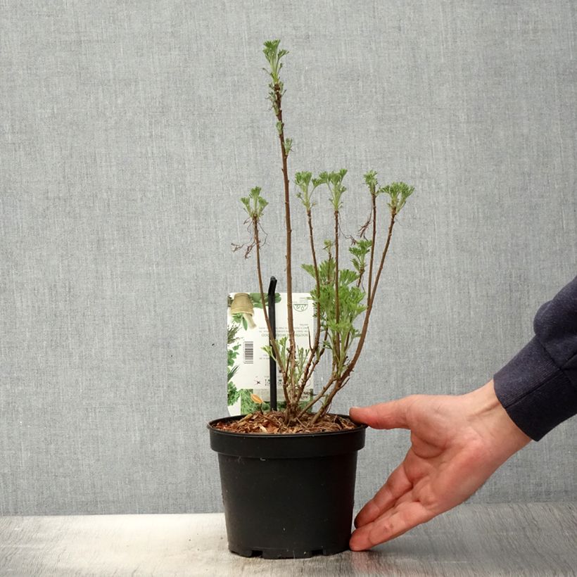 Exemplar von Eberraute - Artemisia abrotanum Topf mit 1,5L/2L wie im Frühjahr geliefert