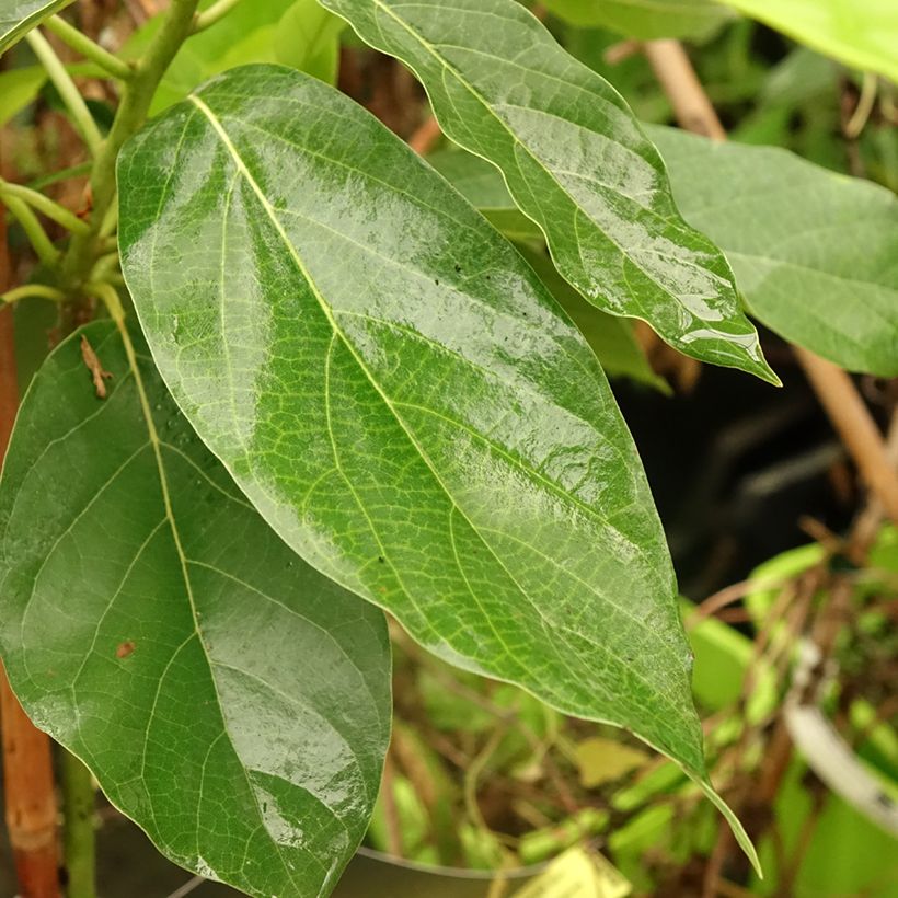 Avocado Bacon - Persea americana (Foliage)