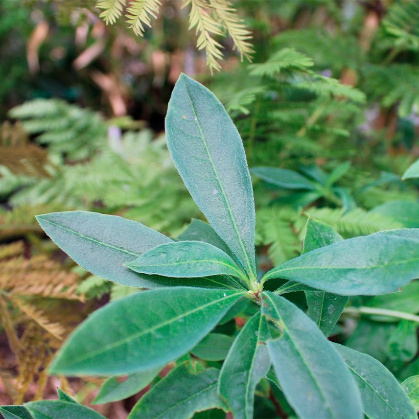 Azalea canescens - Bergazalee (Foliage)