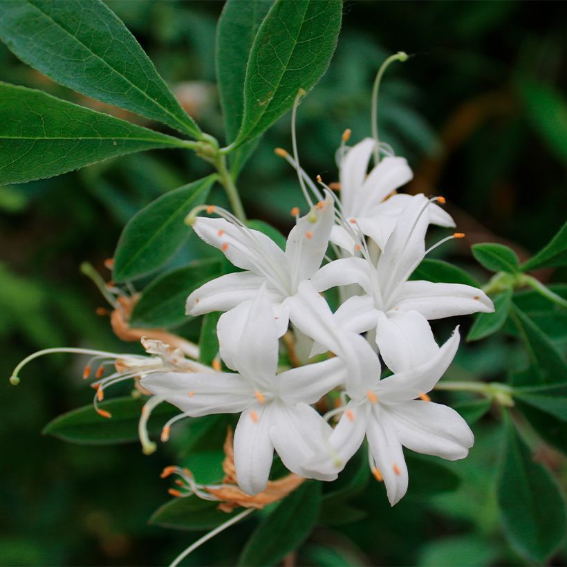 Azalea canescens - Bergazalee (Flowering)
