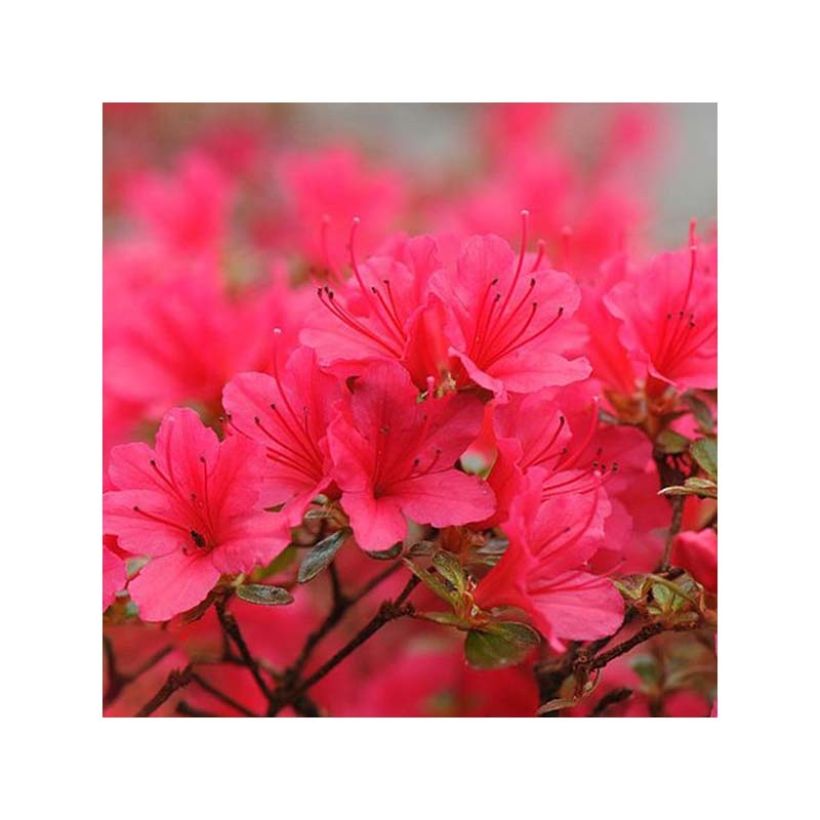 Japanische Azalee Madame Galle - Azalea (Flowering)
