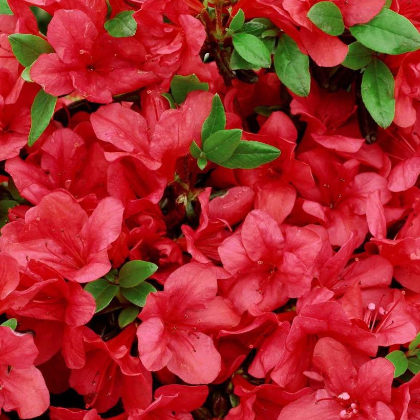 Japanische Azalee Manuska - Azalea (Flowering)