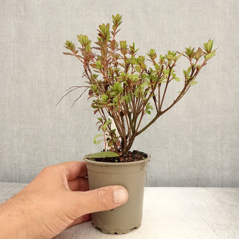 Example of Japanische Azalee Moederdag - Azalea Kleine Töpfe von 8/9 cm as you get in ete