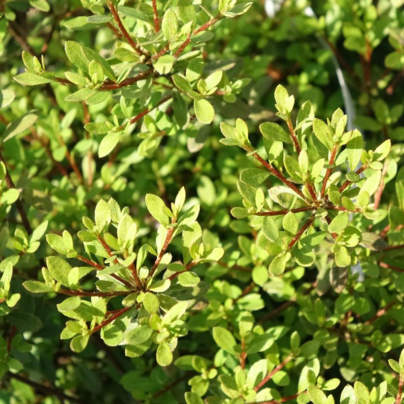 Rhododendron (Azalea) serpyllifolium - Japanische Azalee (Foliage)