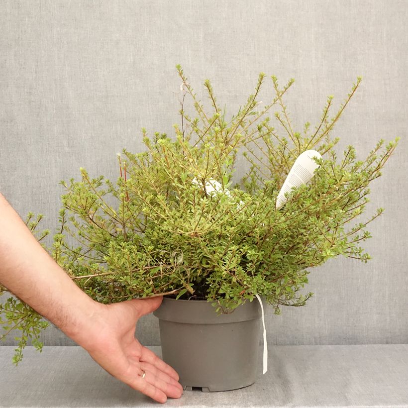 Example of Rhododendron (Azalea) serpyllifolium - Japanische Azalee Topf mit 3L/4L as you get in ete
